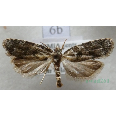 Cnephasia stephensiana (Doubleday, 1849) Czech6b